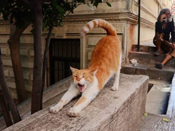 Istanbul Kamondo Stairs Karaköy Cat